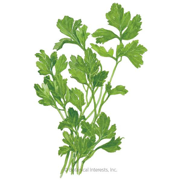 Parsley Green Flat Leaf Organic