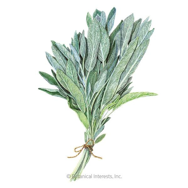 Sage Broadleaf Organic