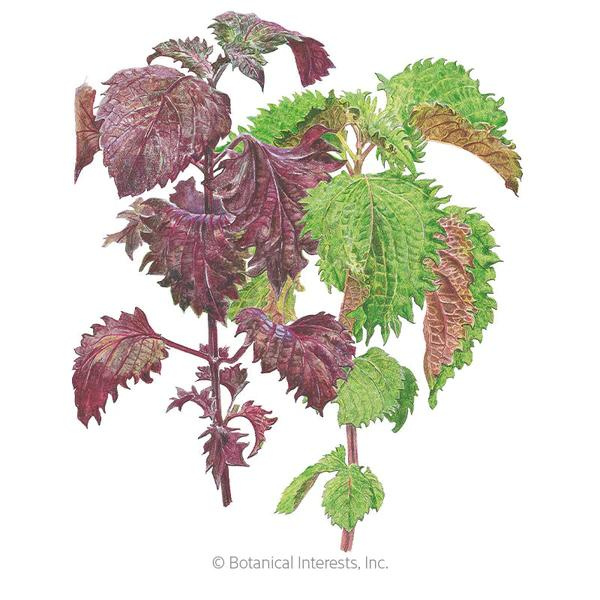 Shiso Perilla Green & Red 1