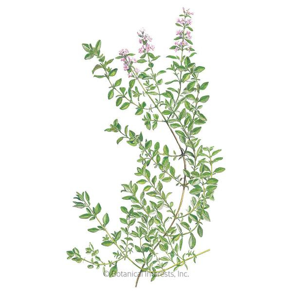 Thyme English Organic