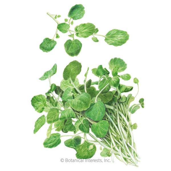 Watercress Organic