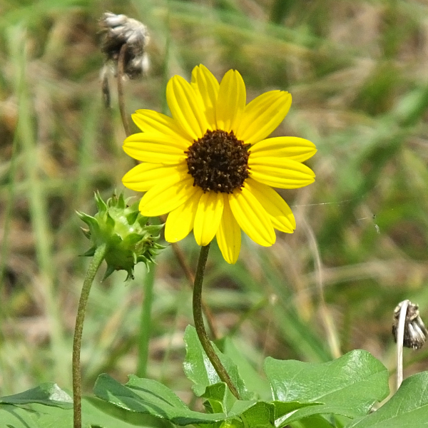 Beach or Dune Sunflower Seeds