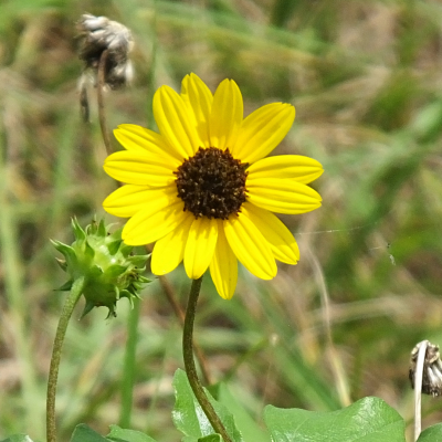 Beach or Dune Sunflower Seeds