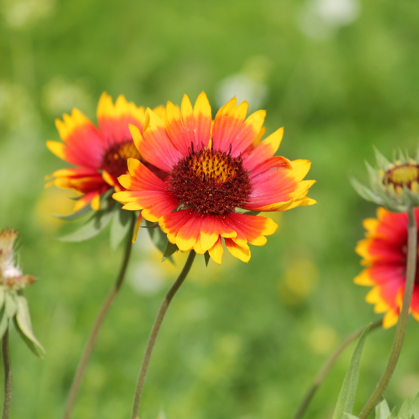 Gaillardia Pulchella Blanket Flower Seeds