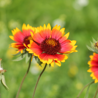 Gaillardia Pulchella Blanket Flower Seeds