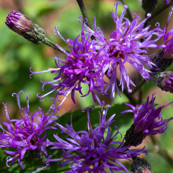 Giant Ironweed Seeds