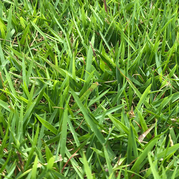 Zoysia Sod Pallet