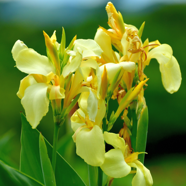 Golden Canna Seeds