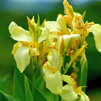 Golden Canna Seeds