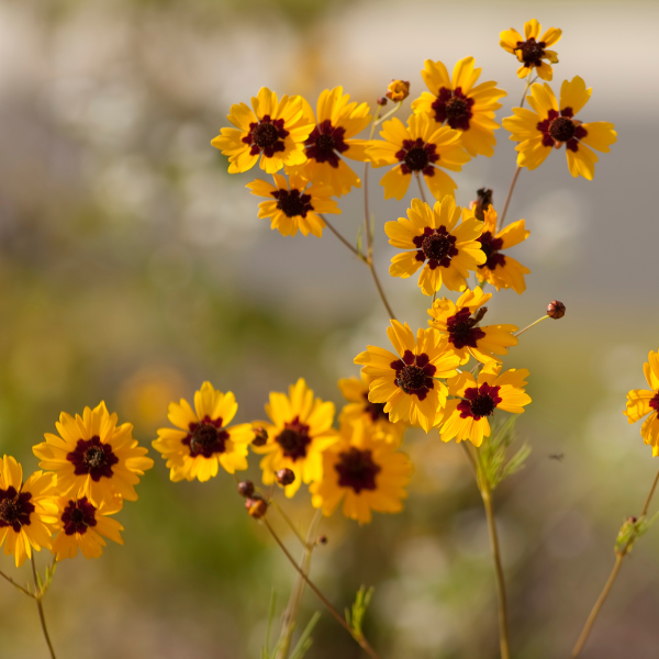 Golden Mane Coreopsis Seeds