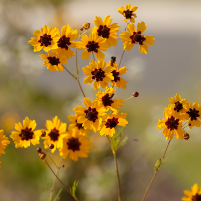 Golden Mane Coreopsis Seeds