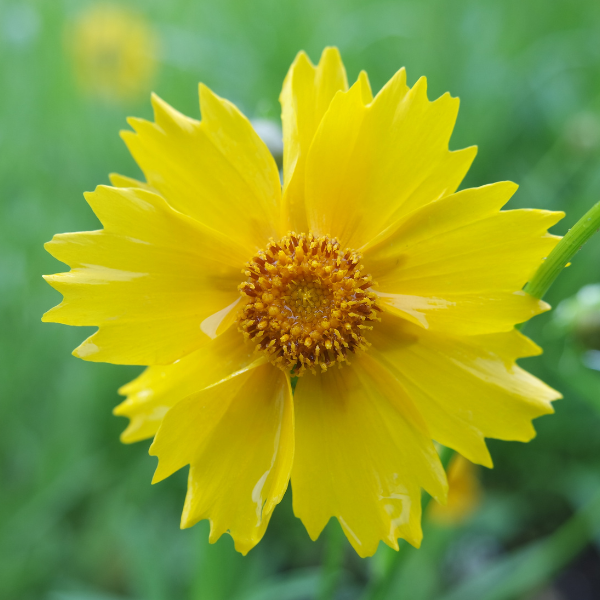 Lanceleaf Tickseed Coreopsis Seeds