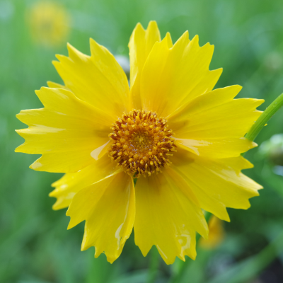 Lanceleaf Tickseed Coreopsis Seeds