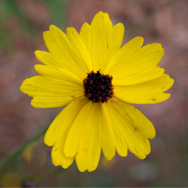 Leavenworth's Tickseed Coreopsis Seeds