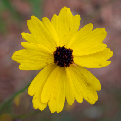 Leavenworth's Tickseed Coreopsis Seeds