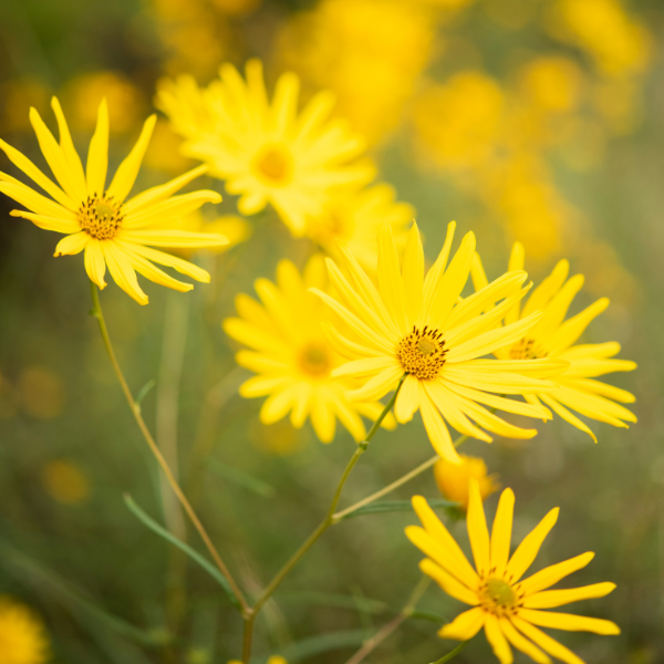 Narrowleaf Sunflower Ironweed Seeds