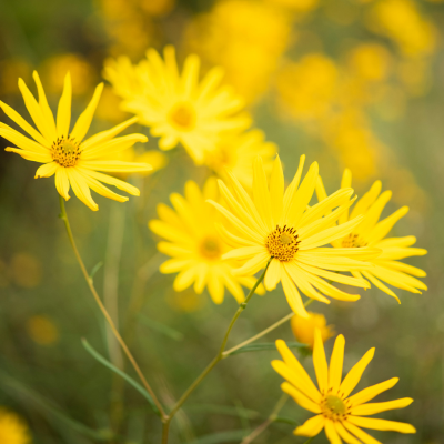 Narrowleaf Sunflower Ironweed Seeds