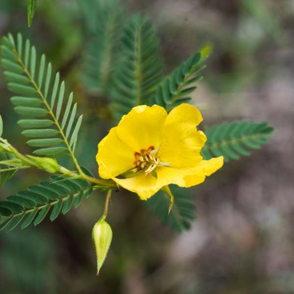 Partridge Pea Seeds