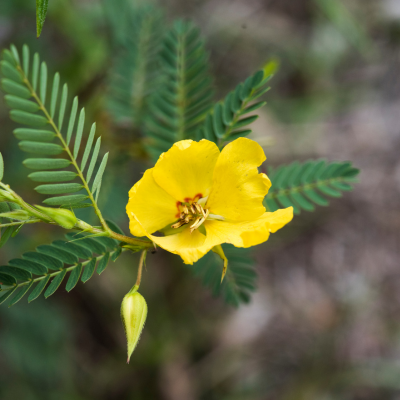 Partridge Pea Seeds