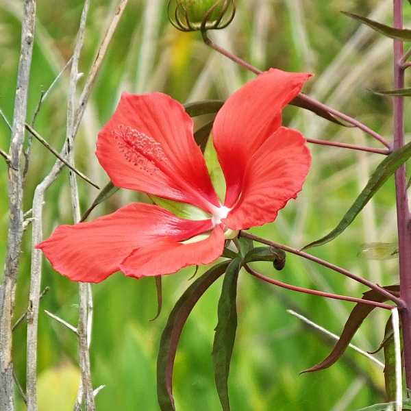 Scarlet Rosemallow Hibiscus Seeds