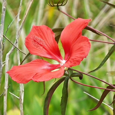 Scarlet Rosemallow Hibiscus Seeds