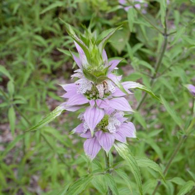 Spotted Bee Balm Seeds