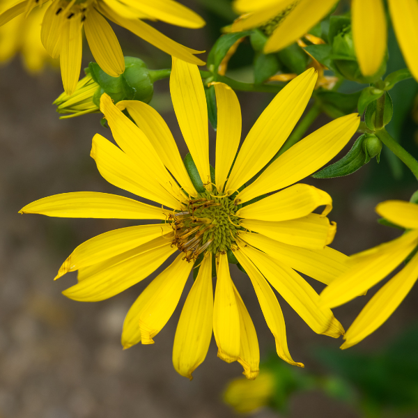 Starry Rosinweed Seeds