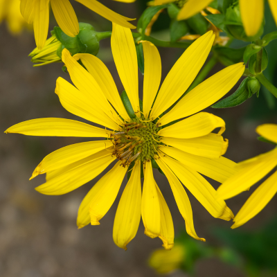 Starry Rosinweed Seeds