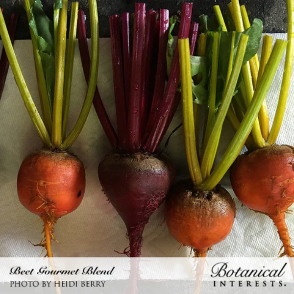 Beet Gourmet Blend Organic 3