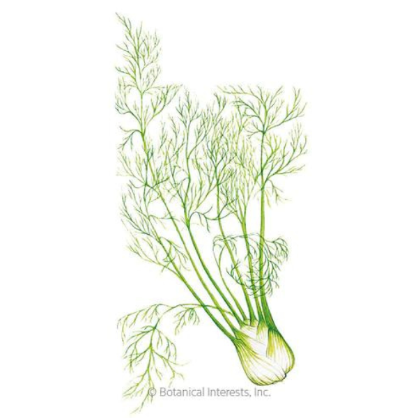 Fennel Romanesco Organic