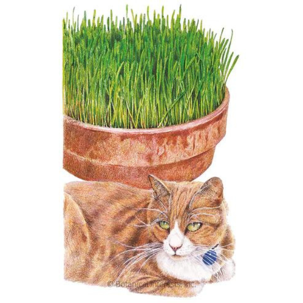 Cat Grass Oats Organic