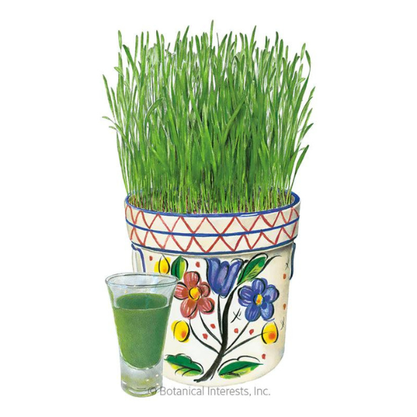 Wheatgrass Juice