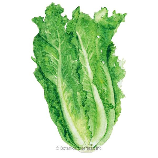 Lettuce Romaine Parris Island Cos Organic