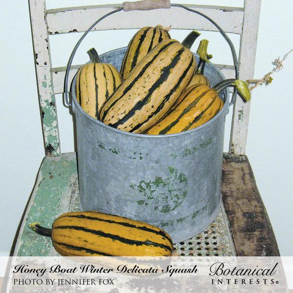 Squash Winter Delicata Honey Boat Organic 2