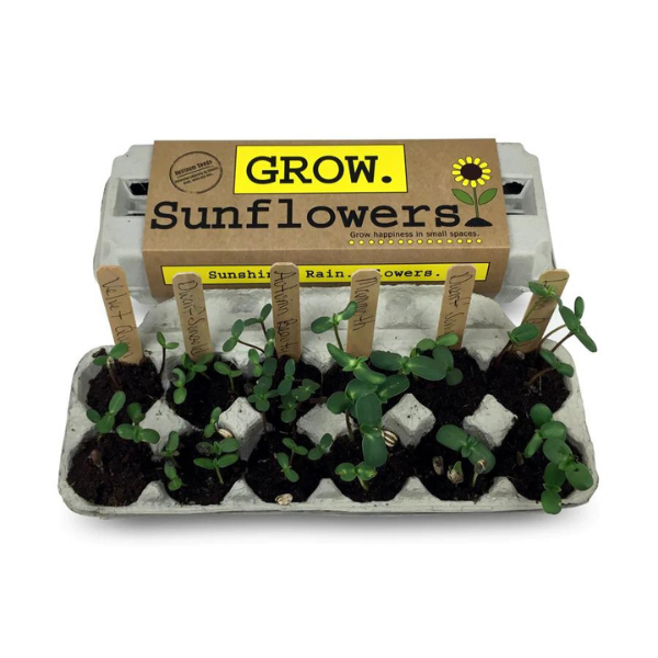 SunFlower Grow Garden Kit 2