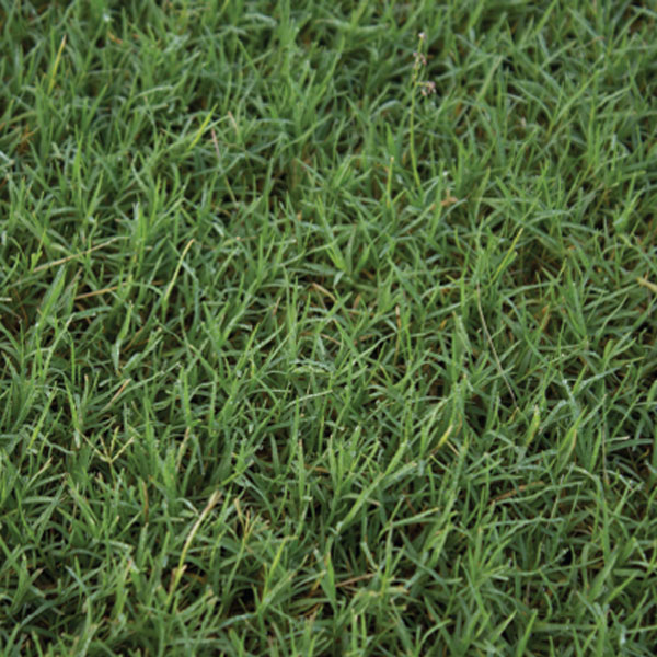 Bermuda Sod Pallet