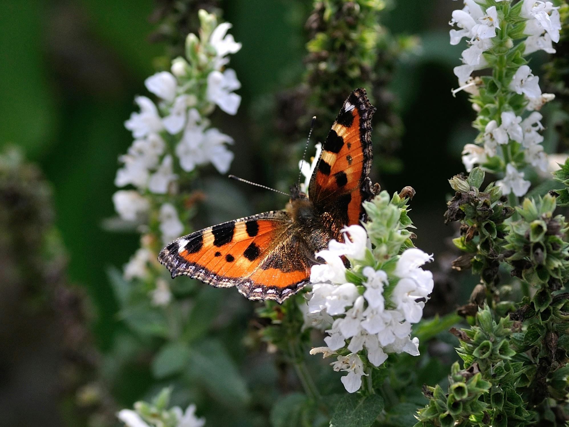 Butterfly & Pollinator Plants