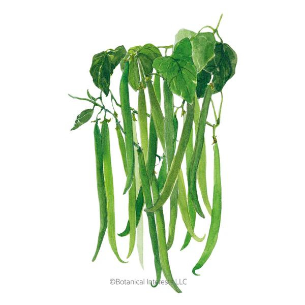 Bush Bean Filet Maxibel Org MN