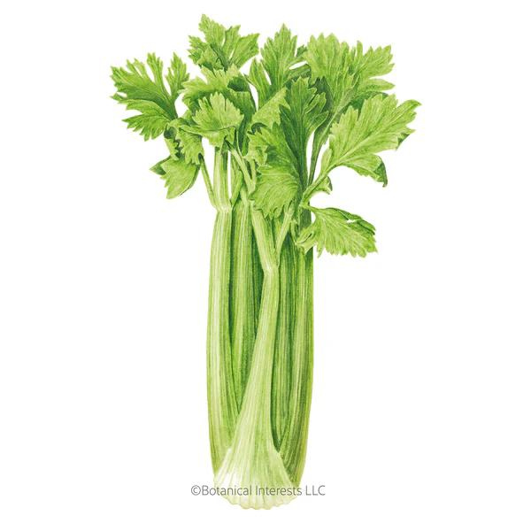 Merengo Celery 1