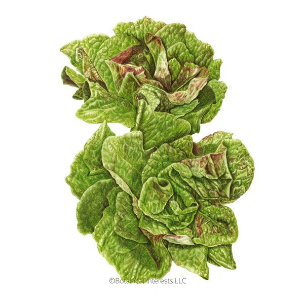 Lettuce Butterhead Australe Organic 