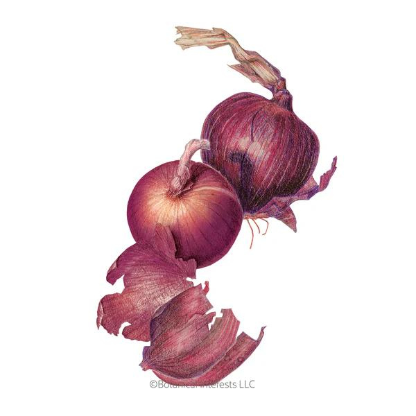 Onion Bulb Monastrell