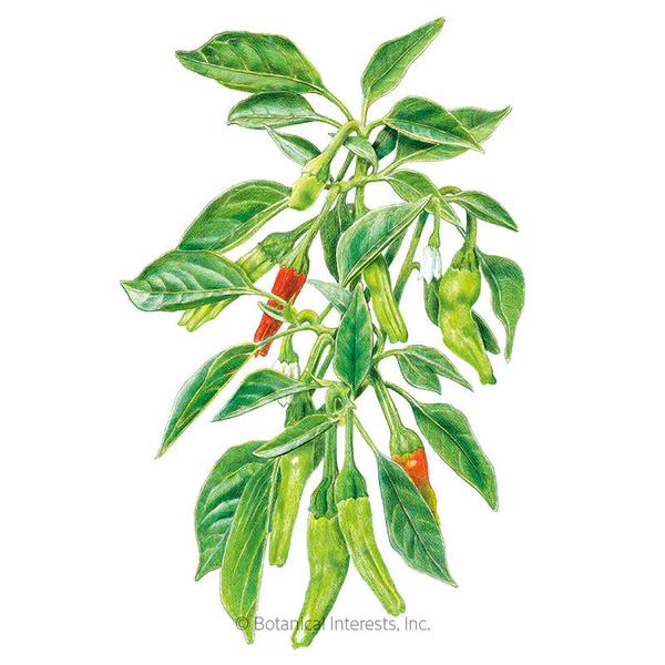 Pepper Chile Shishito Organic 