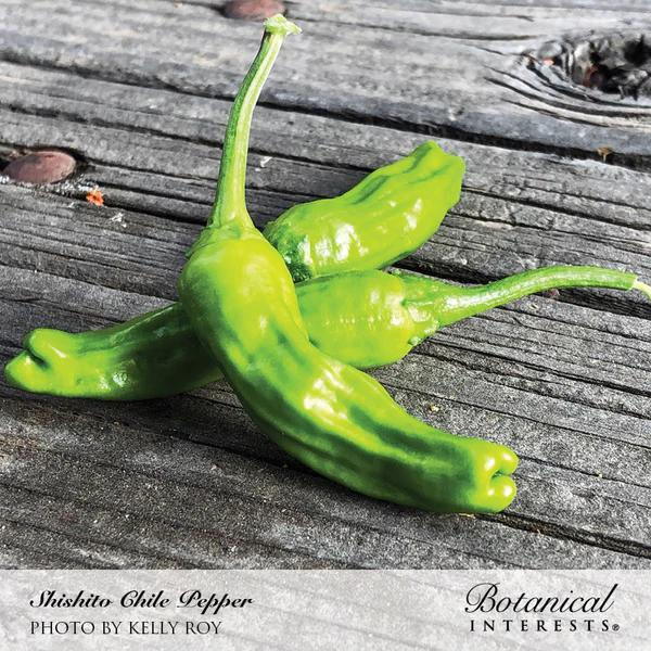 Pepper Chile Shishito Organic 