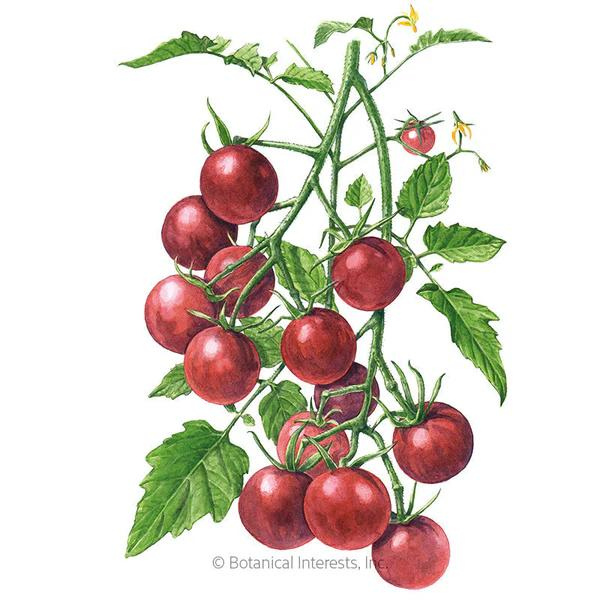 Tomato Pole Chocolate Cherry Organic 1