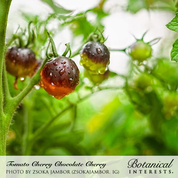 Tomato Pole Chocolate Cherry Organic 2