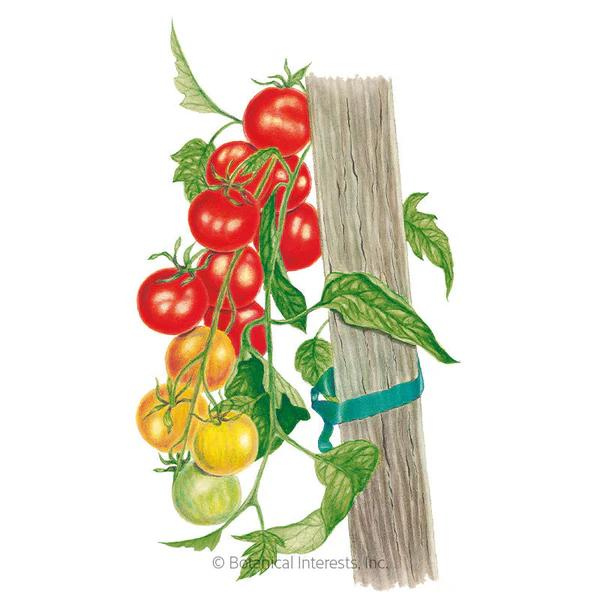 Tomato Cherry Gardener\'s Delight 1