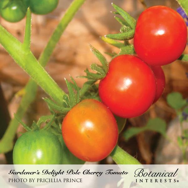 Tomato Cherry Gardener\'s Delight 2