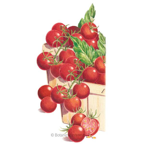 Tomato Pole Cherry Sweetie Organic 1