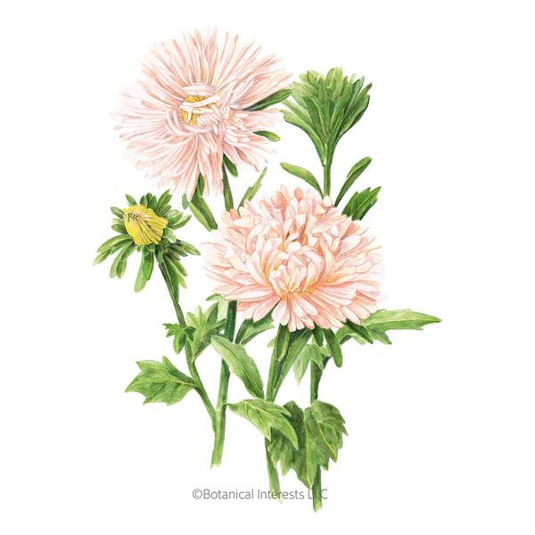 Aster King Size Apricot