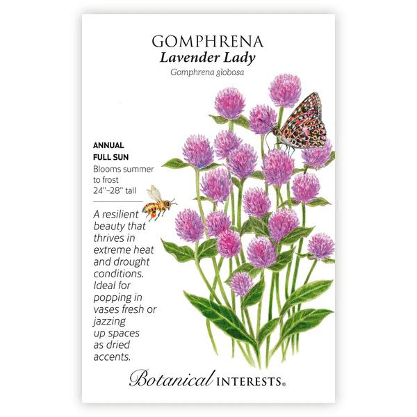 Gomphrena Lavender Lady